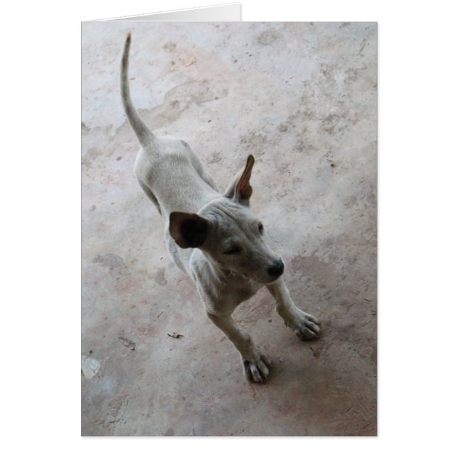 Luk Maa ... Chien chiot thaïlandais Soi (Devant)