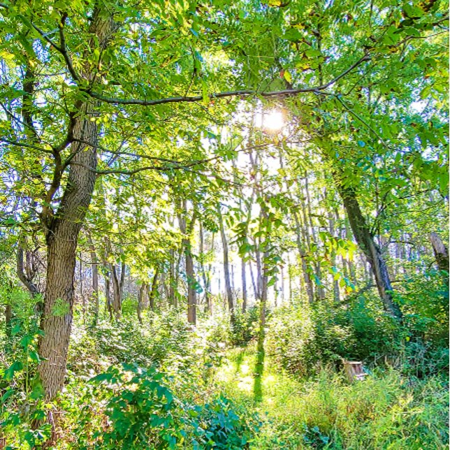 Lumière dans le carnet de notes de la forêt (Créateur téléchargé)
