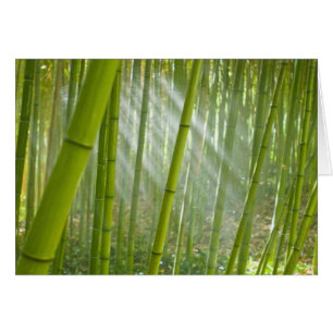 Lumière du matin filtrant à travers le bambou