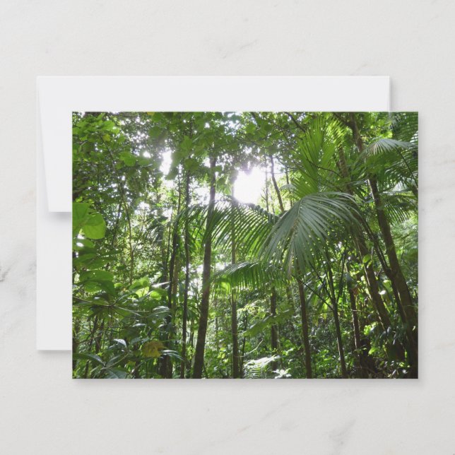 Lumière du soleil à travers la canopée de la forêt (Devant)