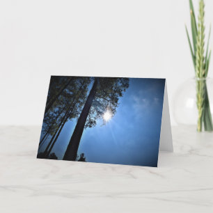 Lumière du soleil à travers les pins, carte