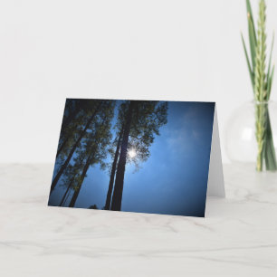 Lumière du soleil à travers les pins, carte