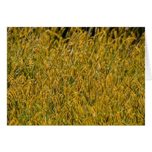 Lumière Du Soleil À Travers L'Herbe Haute (Devant horizontal)