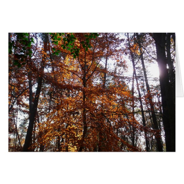 Lumière du soleil à travers un arbre d'automne à G (Devant Horizontal)
