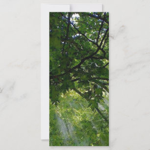 Lumière Solaire À Travers Les Arbres