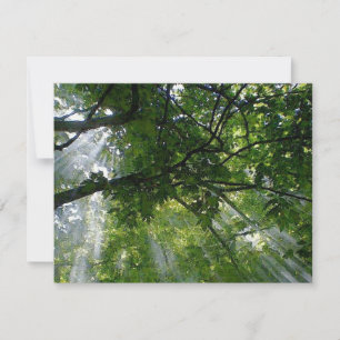 Lumière Solaire À Travers Les Arbres