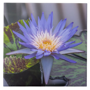 Lumière violet nénuphar vue carreaux céramique