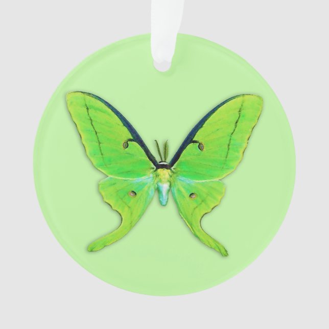 Luna moth sur un arrière - plan vert pâle (devant)