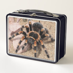 Lunch Box Araignée de Tarantula au genou rouge mexicain