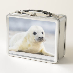 Lunch Box Bébé phoque des images de Getty
