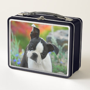 Lunch Box Boston Terrier Dog Cute Puppy Animal Head Photo ..