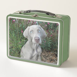 Lunch Box Brooklyn le chien Weimaraner