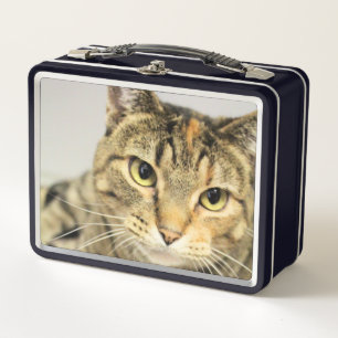 Lunch Box Chat