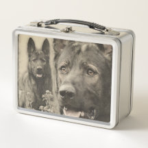 Chien de berger allemand de travail - GSD