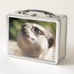 LUNCH BOX CUTE MEERKAT