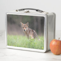Faune canadienne : Photographie Brown de Coyote