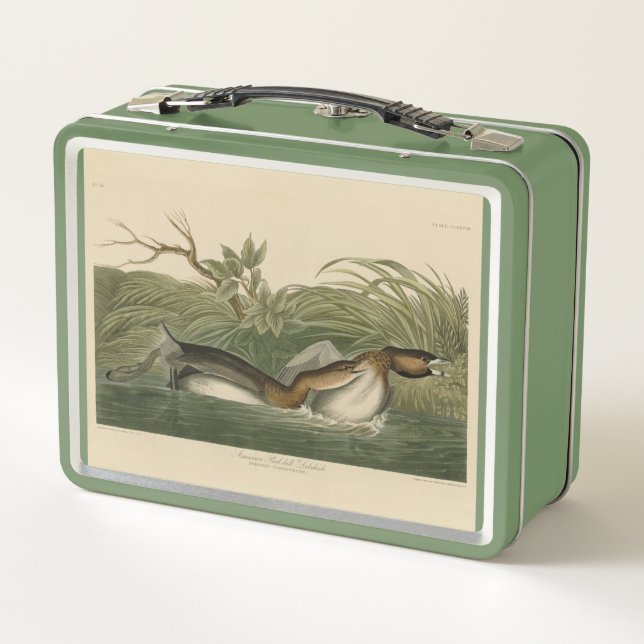 Lunch Box Grebe from Audubon's Birds of America (Dos)