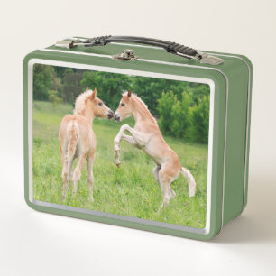Lunch Box Haflinger Horses Cute Fote Friends Rearing Photo