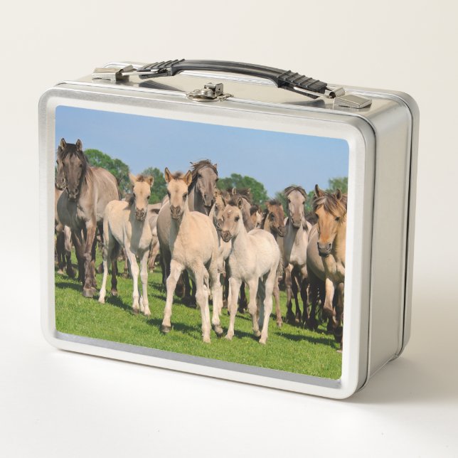 Lunch Box Herd sauvage Grullo Coloured Dulmen Horses Foies P (Devant)