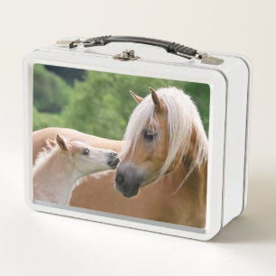 Lunch Box Les chevaux mignons de Haflinger poulinent et le