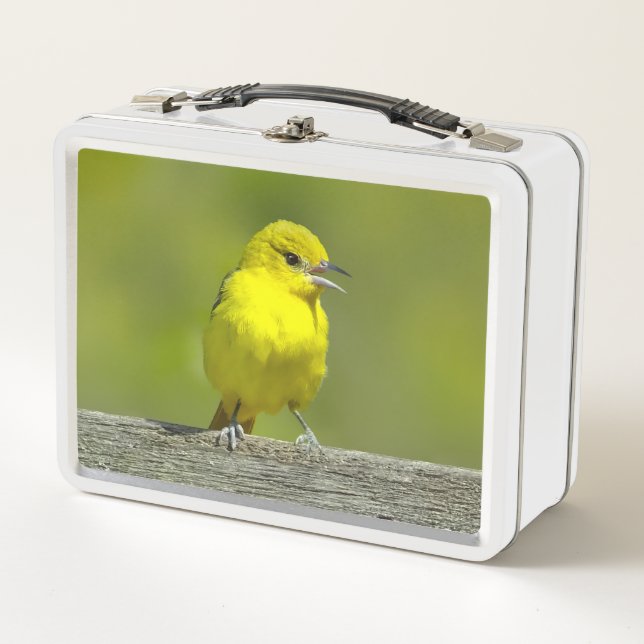 Lunch Box Loriole des vergers - Photographie originale (Devant)