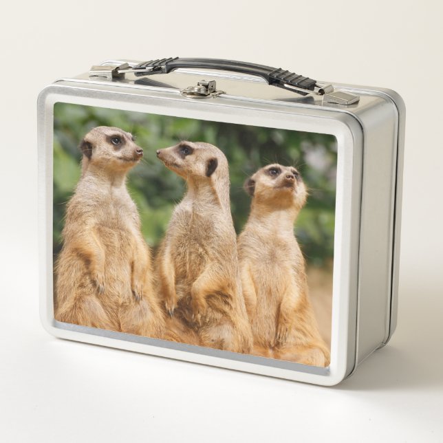 Lunch Box Meerkat 007 (Devant)