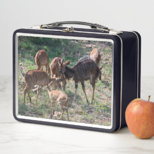 Lunch Box Nyala dans les prairies – Moment de faune