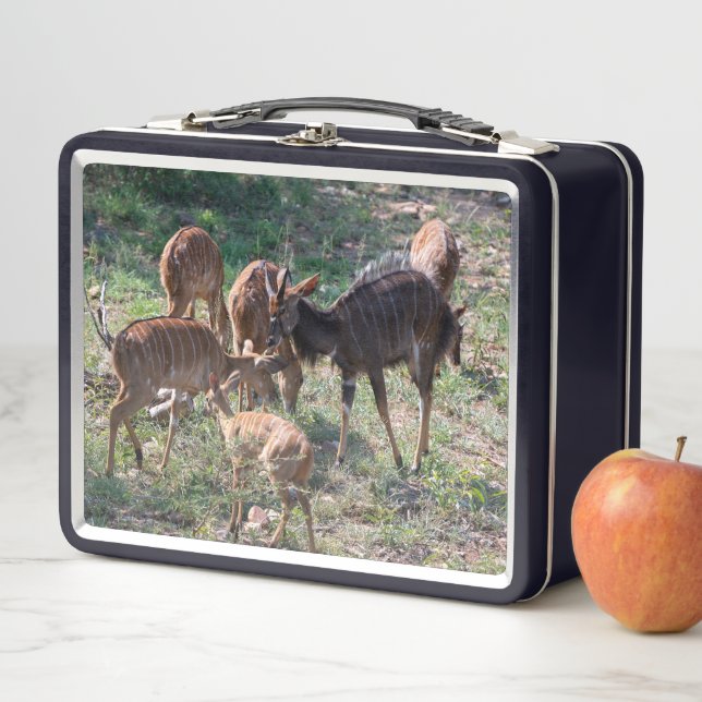 Lunch Box Nyala dans les prairies – Moment de faune (En situation)