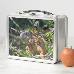 Lunch Box Orange Iguana, Faune Photo Lizard