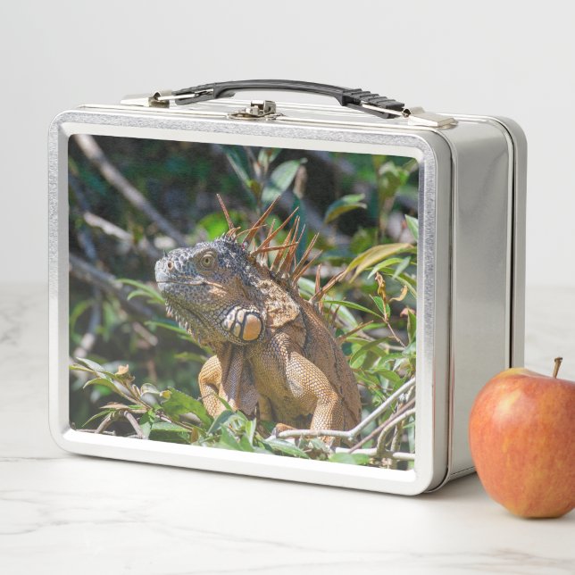 Lunch Box Orange Iguana, Faune Photo Lizard (En situation)