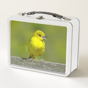 Lunch Box Orchard Oriole - Photo originale