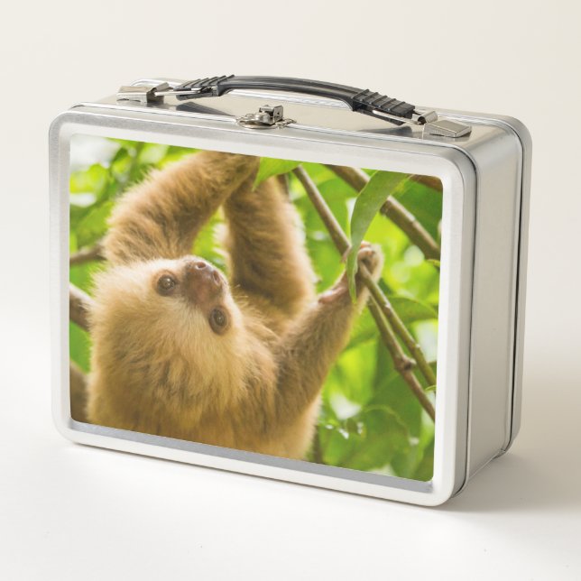 Lunch Box Paresse à l'envers des images | de Getty (Devant)