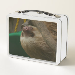 Lunch Box Paresseux