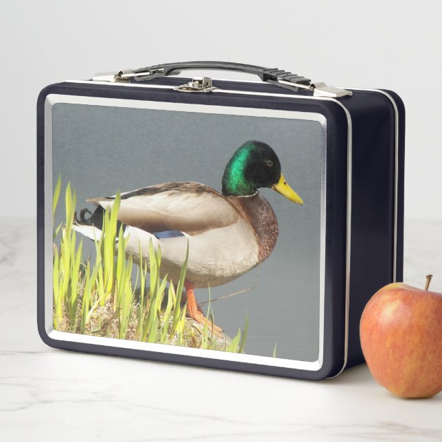 Lunch Box Photo de faune de canard colvert (En situation)