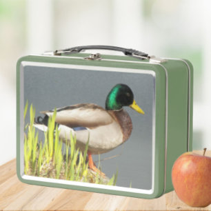 Lunch Box Photo de la faune de Mallard Duck