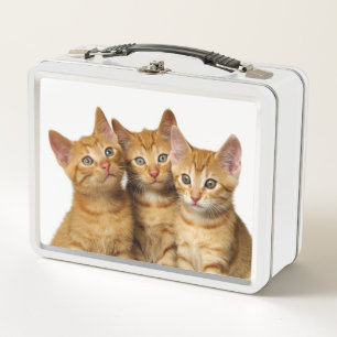 Lunch Box Photo principale de trois de gingembre de chat