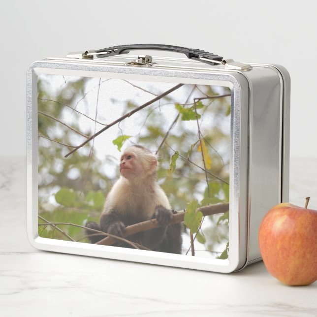 Lunch Box Photographie de singe, capucin à face blanche (En situation)