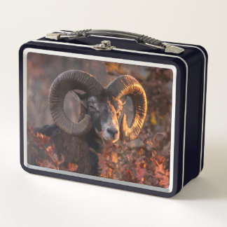 Lunch Box Photographie originale de faune sauvage de mouflon