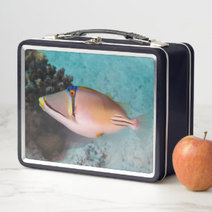 Lunch Box Picasso Maritime Triggerfish Swims Près De Coral R