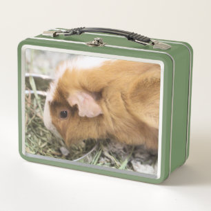 Lunch Box Piggy
