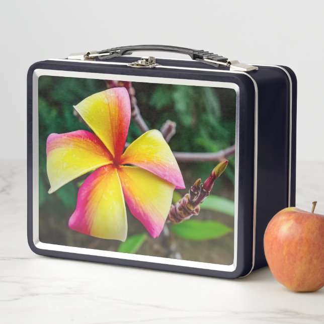 Lunch Box Plumeria rubra (En situation)