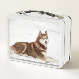 Lunch Box Portrait de Cute Sibérien Husky