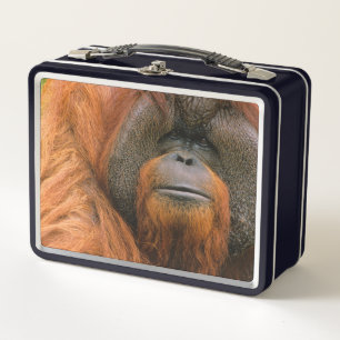 Lunch Box Portrait de mâle orang-outan, Géorgie, États-Unis