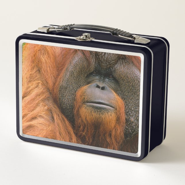 Lunch Box Portrait de mâle orang-outan, Géorgie, États-Unis (Devant)