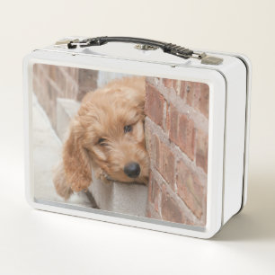 Lunch Box Puppy Pékin