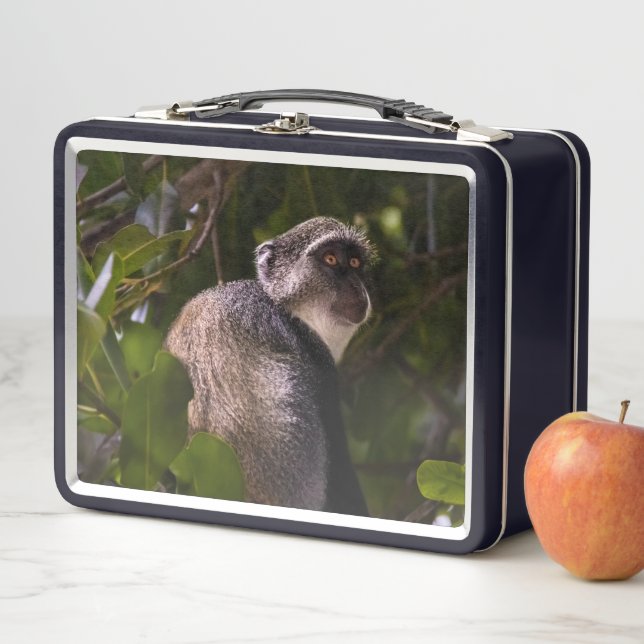 Lunch Box Singe bleu, Zanzibar (En situation)