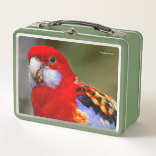 Lunch Box Un perroquet de Rosella oriental coloré et gai