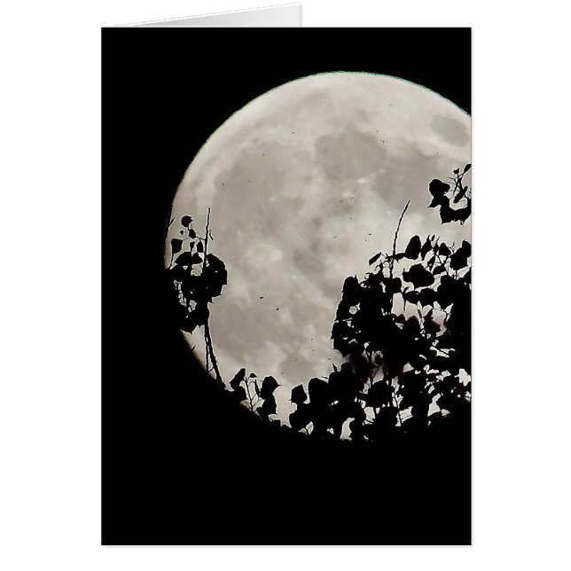 Lune derrière feuilles sombres (Devant)