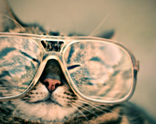 Lunettes De Soleil Humour Chat Zazzle Fr