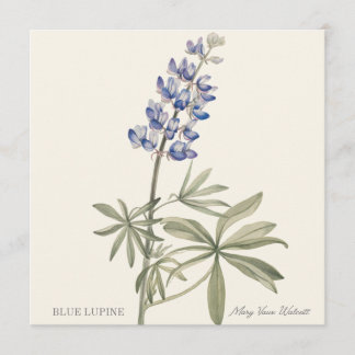 Lupin bleu par Mary Walcott